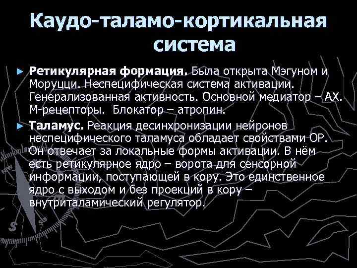 Каудо-таламо-кортикальная система Ретикулярная формация. Была открыта Мэгуном и Моруцци. Неспецифическая система активации. Генерализованная активность.