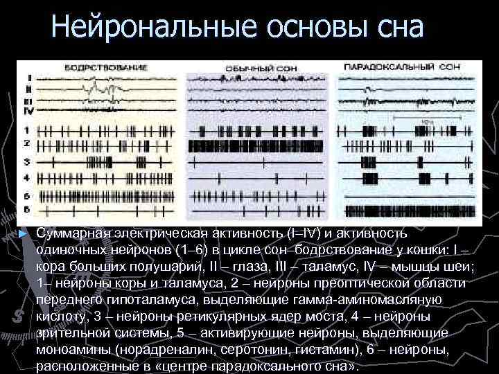 Нейрональные основы сна ► Суммарная электрическая активность (I–IV) и активность одиночных нейронов (1– 6)