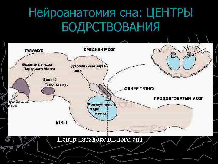 Нейроанатомия сна: ЦЕНТРЫ БОДРСТВОВАНИЯ Центров бодрствования несколько –шесть или семь. ► Локализуются они на