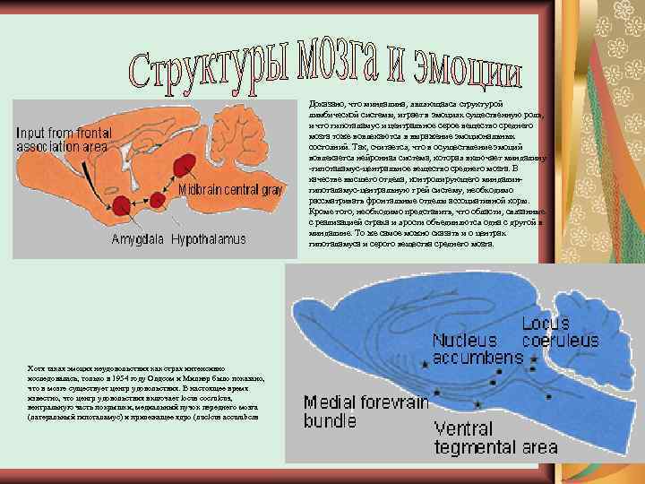 Доказано, что миндалина, являющаяся структурой лимбической системы, играет в эмоциях существенную роль, и что