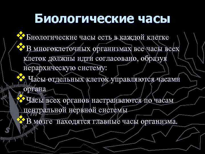 Биологические часы v. Биологические часы есть в каждой клетке v. В многоклеточных организмах все