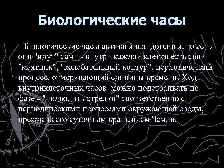 Биологические часы Биологические часы активны и эндогенны, то есть они 