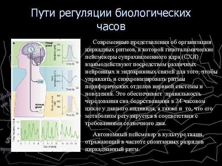 Пути регуляции биологических часов Современные представления об организации циркадных ритмов, в которой гипоталамические пейсмекеры