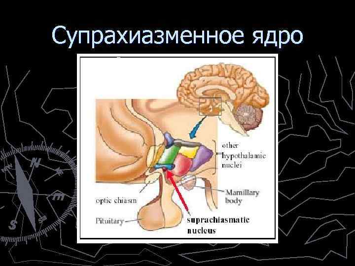 Супрахиазменное ядро 