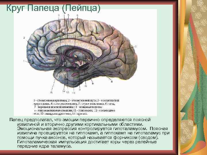 Круг Папеца (Пейпца) Папец предполагал, что эмоции первично определяются поясной извилиной и вторично другими