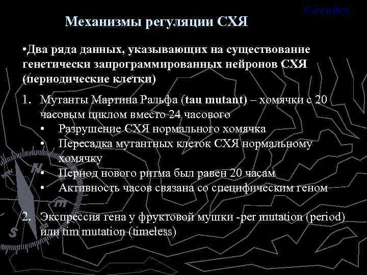 Механизмы регуляции СХЯ Circuitry • Два ряда данных, указывающих на существование генетически запрограммированных нейронов