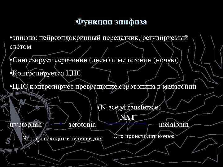 Функции эпифиза • эпифиз: нейроэндокринный передатчик, регулируемый светом • Синтезирует серотонин (днем) и мелатонин