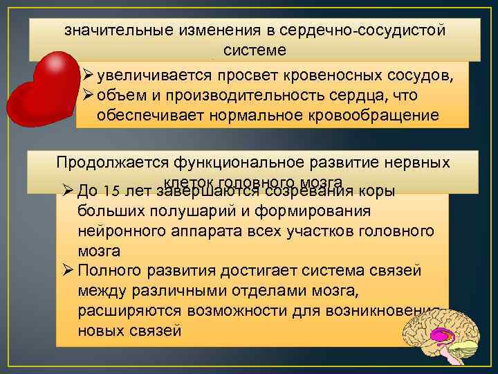 значительные изменения в сердечно-сосудистой системе Ø увеличивается просвет кровеносных сосудов, Ø объем и производительность