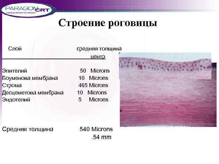 Строение роговицы Слой Эпителий Боуменова мембрана Строма Десцеметова мембрана Эндотелий Средняя толщина средняя толщина