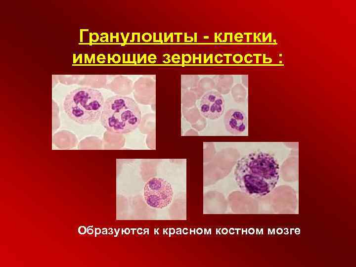 Гранулоциты - клетки, имеющие зернистость : Образуются к красном костном мозге 