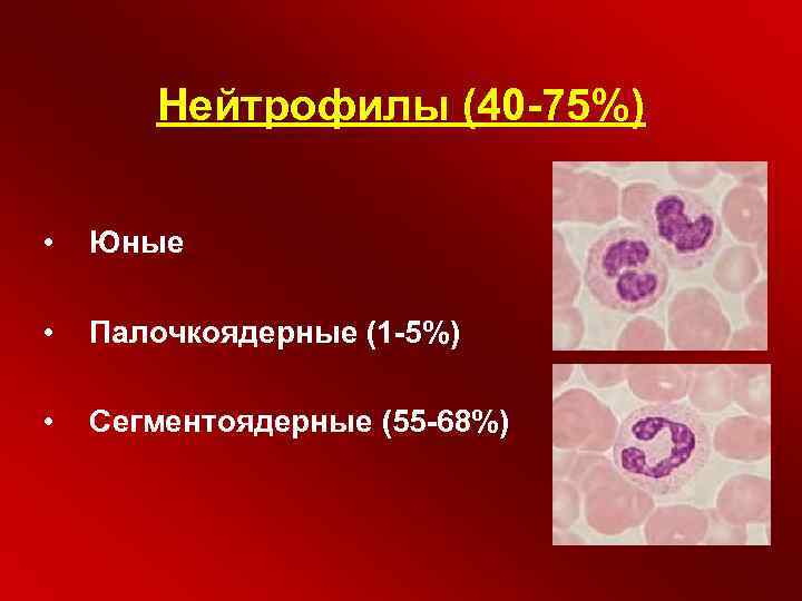 Нейтрофилы (40 -75%) • Юные • Палочкоядерные (1 -5%) • Сегментоядерные (55 -68%) 