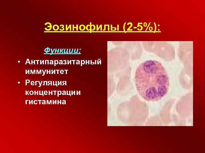 Эозинофилы (2 -5%): Функции: • Антипаразитарный иммунитет • Регуляция концентрации гистамина 