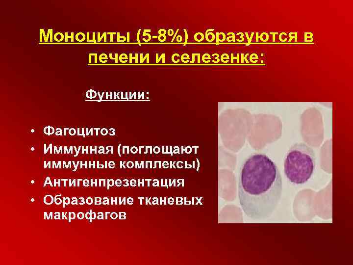 Повышенные моноциты причины. Моноциты 8. Моноциты и макрофаги.
