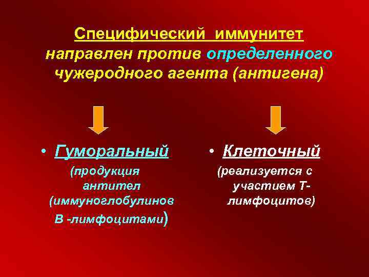Специфический иммунитет направлен против определенного чужеродного агента (антигена) • Гуморальный (продукция антител (иммуноглобулинов В