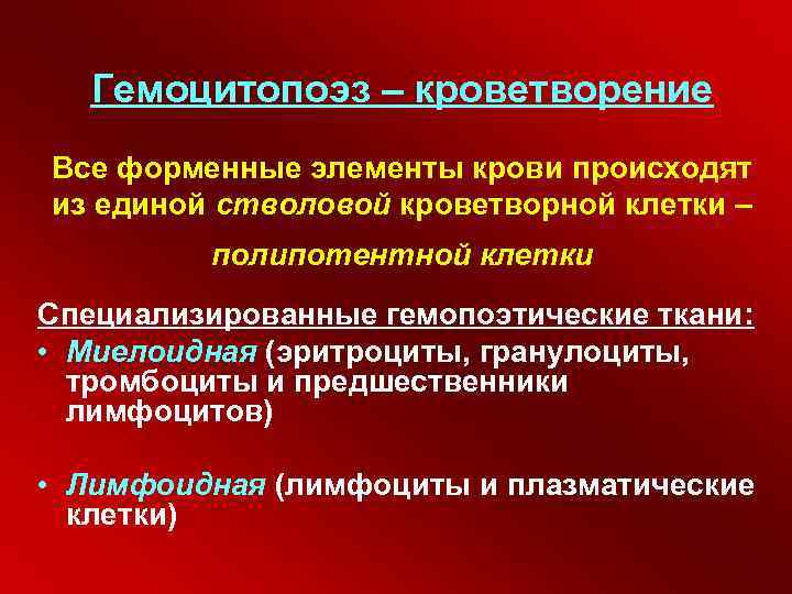 Гемоцитопоэз – кроветворение Все форменные элементы крови происходят из единой стволовой кроветворной клетки –