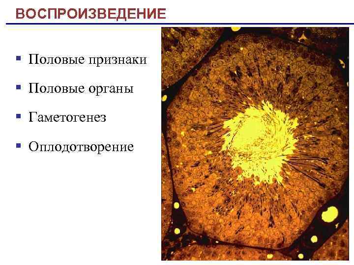 ВОСПРОИЗВЕДЕНИЕ § Половые признаки § Половые органы § Гаметогенез § Оплодотворение 