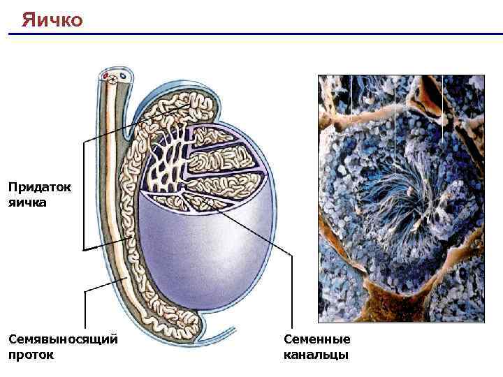Яичко Придаток яичка Семявыносящий проток Семенные канальцы 