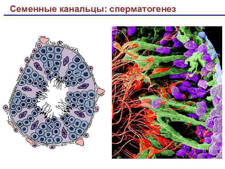Семенные канальцы: сперматогенез 