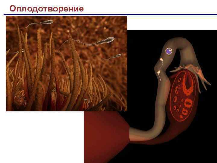 Оплодотворение 