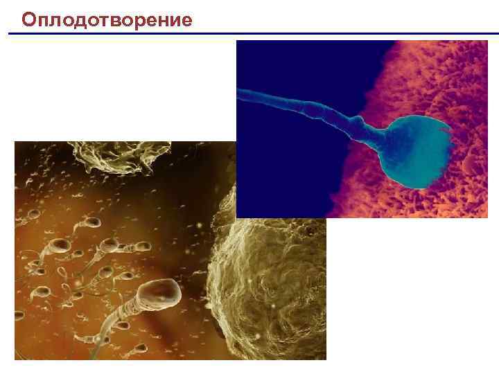Оплодотворение 