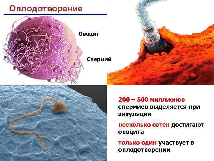 Оплодотворение Овоцит Спермий 200 – 500 миллионов спермиев выделяется при эякуляции несколько сотен достигают