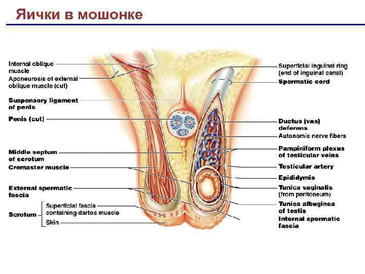 Яички в мошонке 