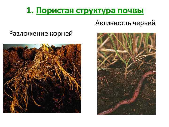 1. Пористая структура почвы Активность червей Разложение корней 