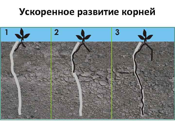 Ускоренное развитие корней 