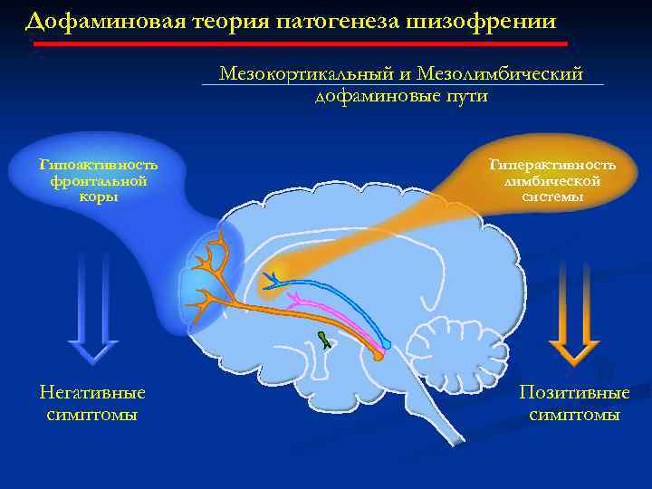 Дофаминовая теория патогенеза шизофрении Мезокортикальный и Мезолимбический дофаминовые пути Гипоактивность фронтальной коры Негативные симптомы