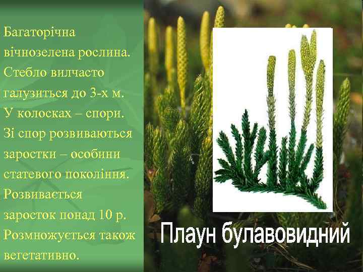 Багаторічна вічнозелена рослина. Стебло вилчасто галузиться до 3 -х м. У колосках – спори.