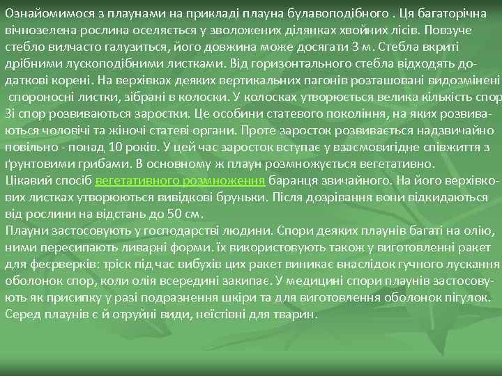 Ознайомимося з плаунами на прикладі плауна булавоподібного. Ця багаторічна вічнозелена рослина оселяється у зволожених