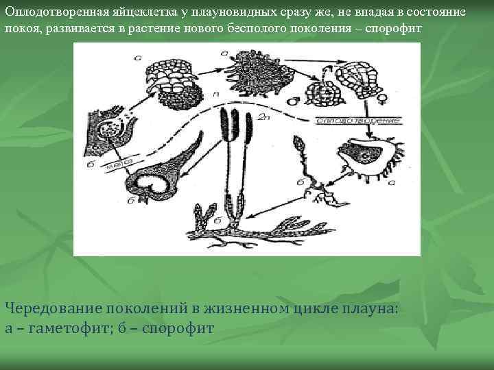 Оплодотворенная яйцеклетка у плауновидных сразу же, не впадая в состояние покоя, развивается в растение