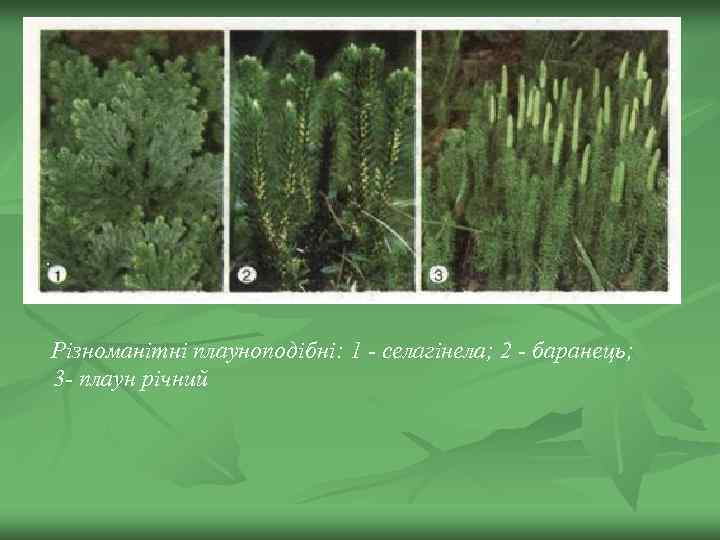 . Різноманітні плауноподібні: 1 - селагінела; 2 - баранець; 3 - плаун річний 