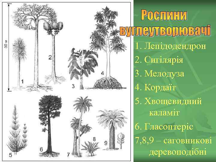 1. Лепідодендрон 2. Сигілярія 3. Мелодуза 4. Кордаїт 5. Хвощевидний каламіт 6. Гласоптеріс 7,