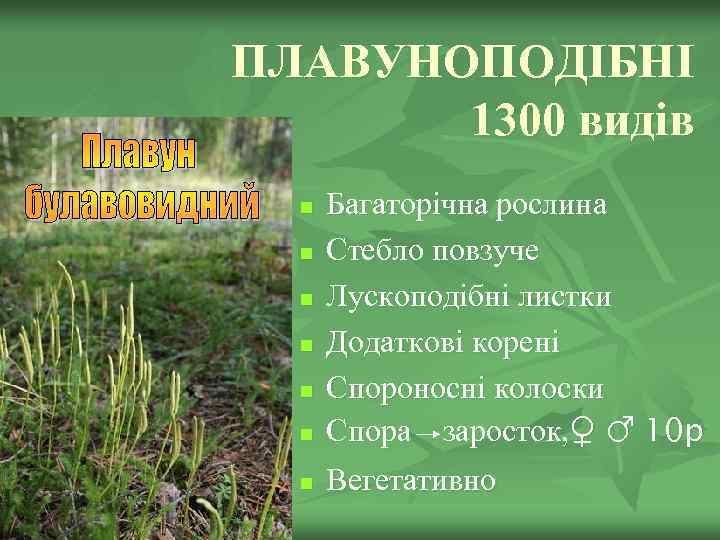 ПЛАВУНОПОДІБНІ 1300 видів n n n n Багаторічна рослина Стебло повзуче Лускоподібні листки Додаткові