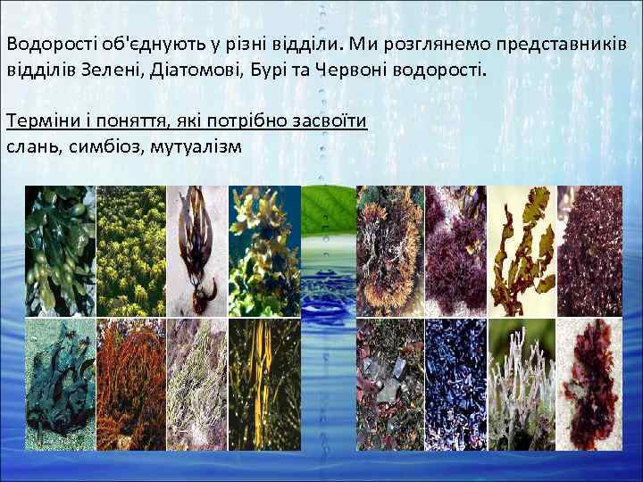 Водорості об'єднують у різні відділи. Ми розглянемо представників відділів Зелені, Діатомові, Бурі та Червоні