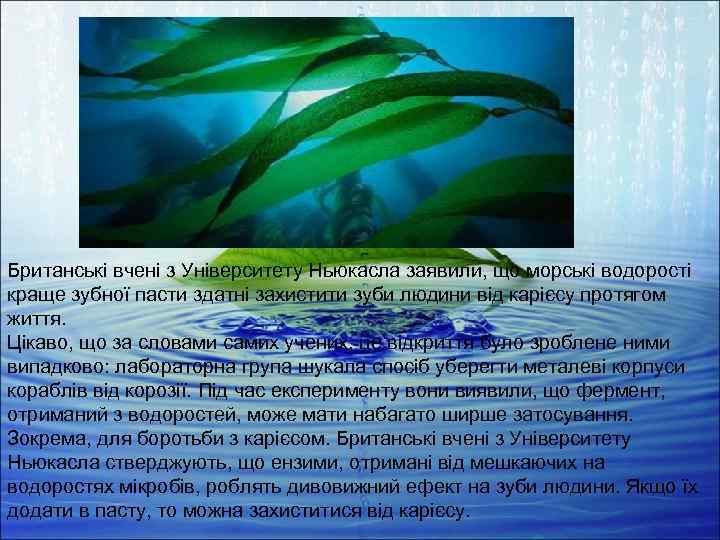 Британські вчені з Університету Ньюкасла заявили, що морські водорості краще зубної пасти здатні захистити