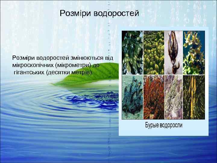 Розміри водоростей змінюються від мікроскопічних (мікрометри) до гігантських (десятки метрів). 