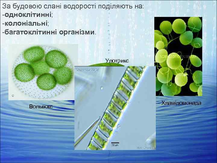За будовою слані водорості поділяють на: -одноклітинні; -колоніальні; -багатоклітинні організми. Улотрикс Вольвокс Хламідомонада 
