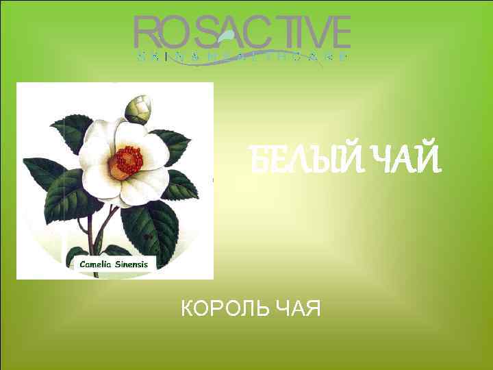 БЕЛЫЙ ЧАЙ КОРОЛЬ ЧАЯ 