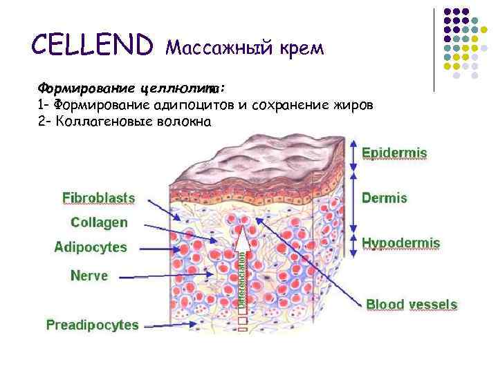 CELLEND Массажный крем Формирование целлюлита: 1 - Формирование адипоцитов и сохранение жиров 2 -