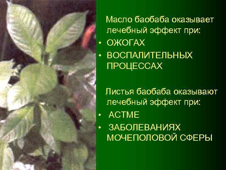 Масло баобаба оказывает лечебный эффект при: • ОЖОГАХ • ВОСПАЛИТЕЛЬНЫХ ПРОЦЕССАХ Листья баобаба оказывают