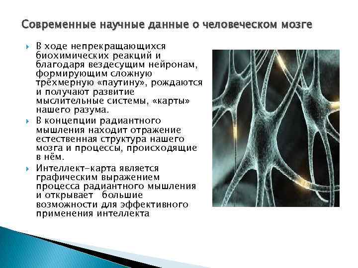 Современные научные данные о человеческом мозге В ходе непрекращающихся биохимических реакций и благодаря вездесущим