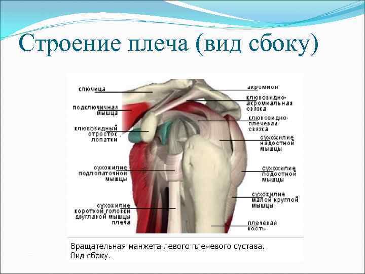 Строение плеча (вид сбоку) 