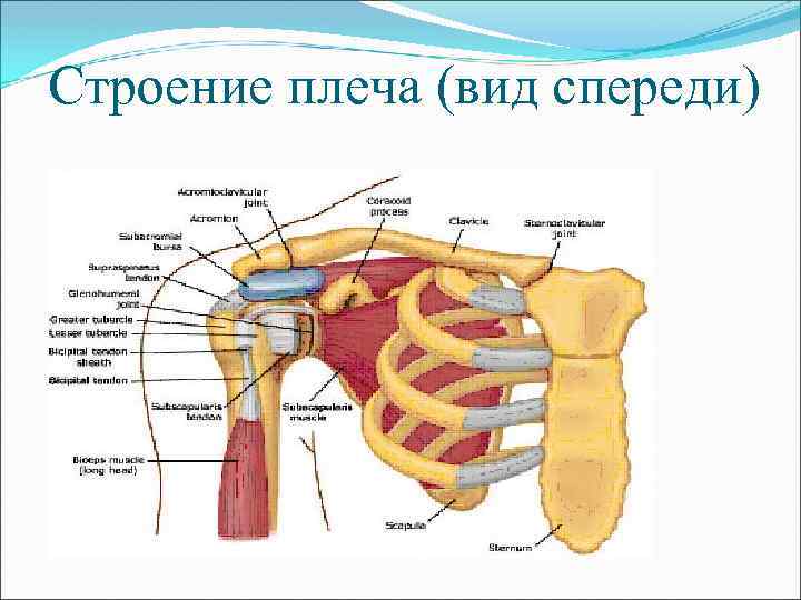 Строение плеча человека фото