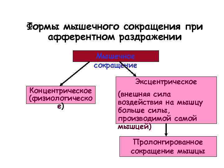 Формы мышечного сокращения при афферентном раздражении Мышечное сокращение Концентрическое (физиологическо е) Эксцентрическое (внешняя сила