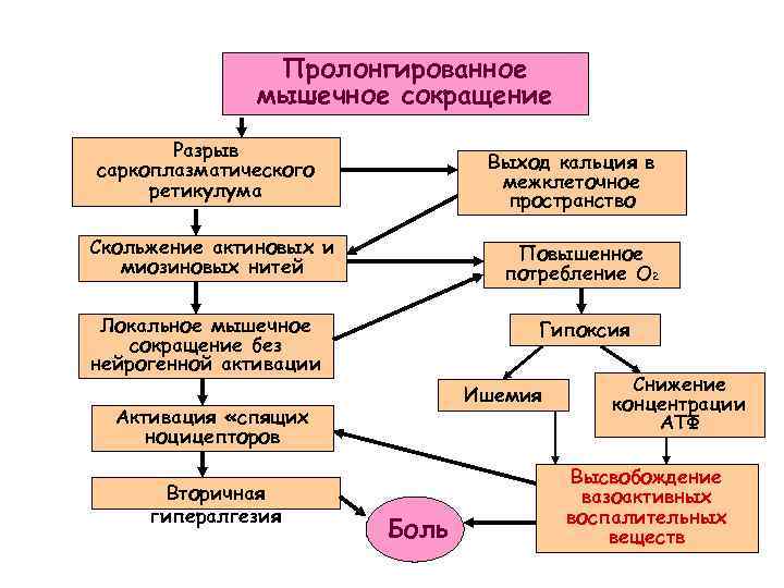 Пролонгированное мышечное сокращение Разрыв саркоплазматического ретикулума Выход кальция в межклеточное пространство Скольжение актиновых и