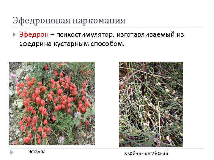 Эфедроновая наркомания Эфедрон – психостимулятор, изготавливаемый из эфедрина кустарным способом. Эфедра Хвойник китайский 