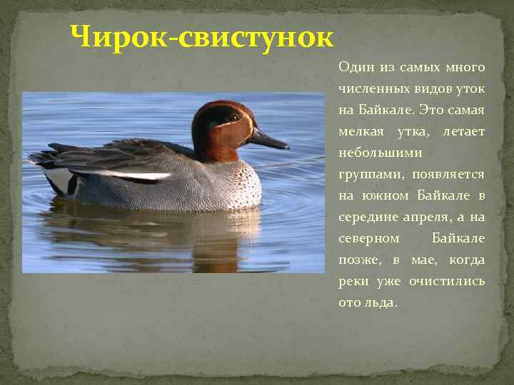 Чирок-свистунок Один из самых много численных видов уток на Байкале. Это самая мелкая утка,