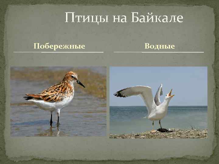 Птицы на Байкале Побережные Водные 
